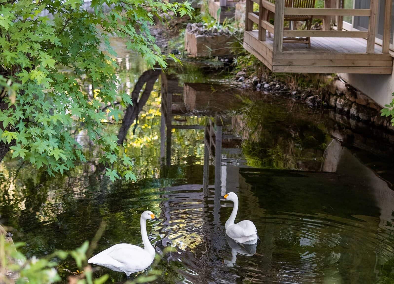 Deluxe-Zimmer, Bach- und Waldblick