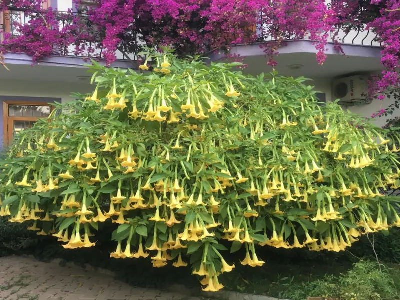 Yeni Doğa Hotel 13