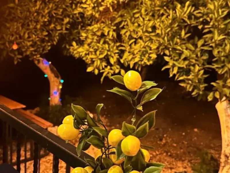 Orange Garden Bungalow 15