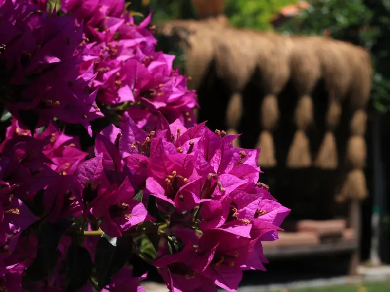 Bel Canto Alaçatı Hotel 13