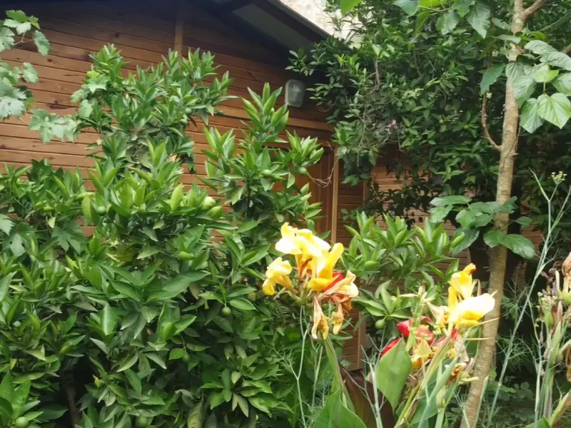 Olimpos Mercan Bungalow 19
