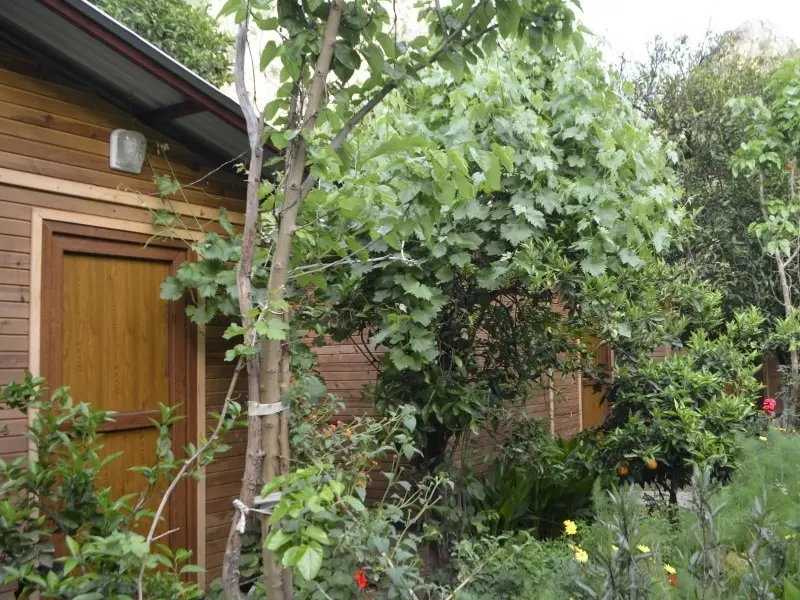 Olimpos Mercan Bungalow 22