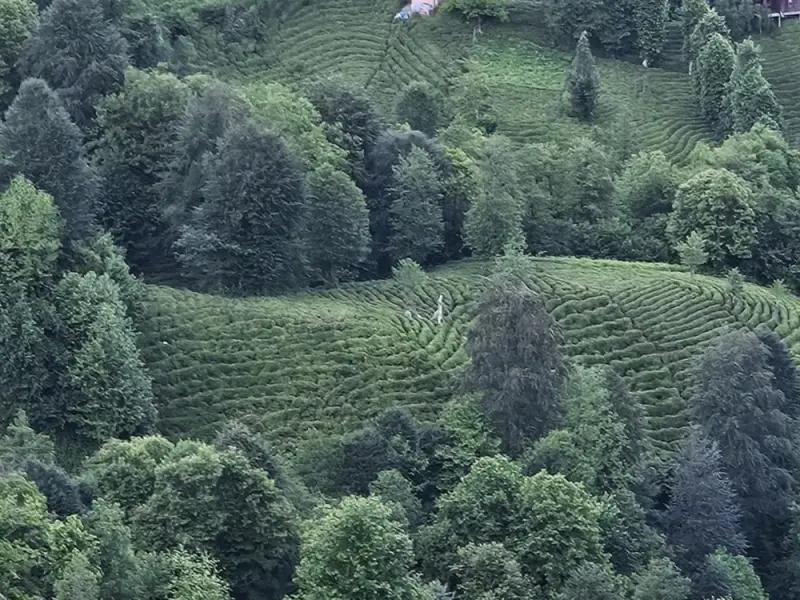 Elagza Dağ Evleri 21
