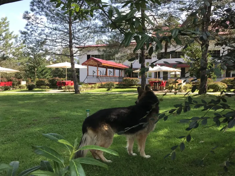 Pınar Kır Evi 1