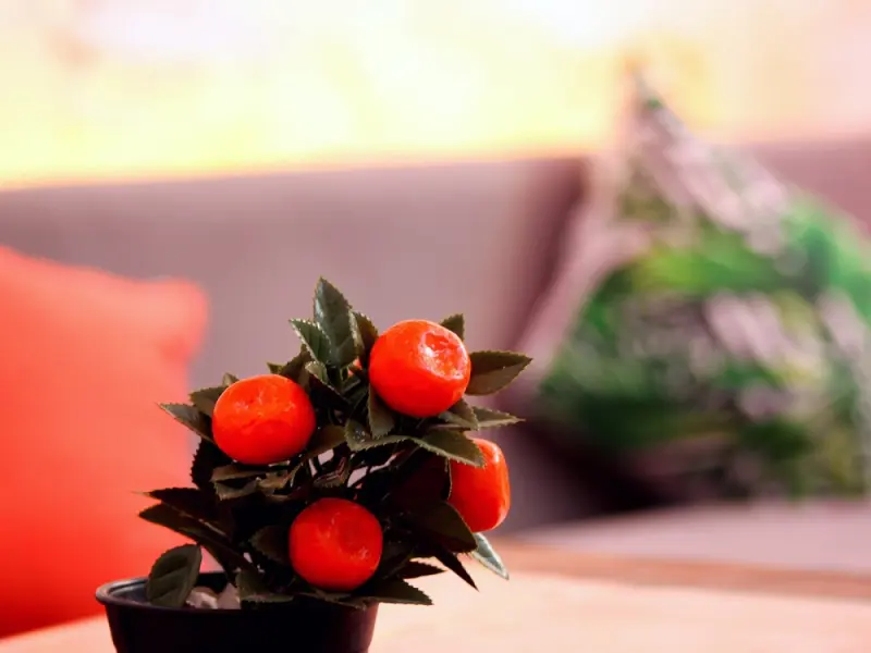 Viya Boutique Otel 24