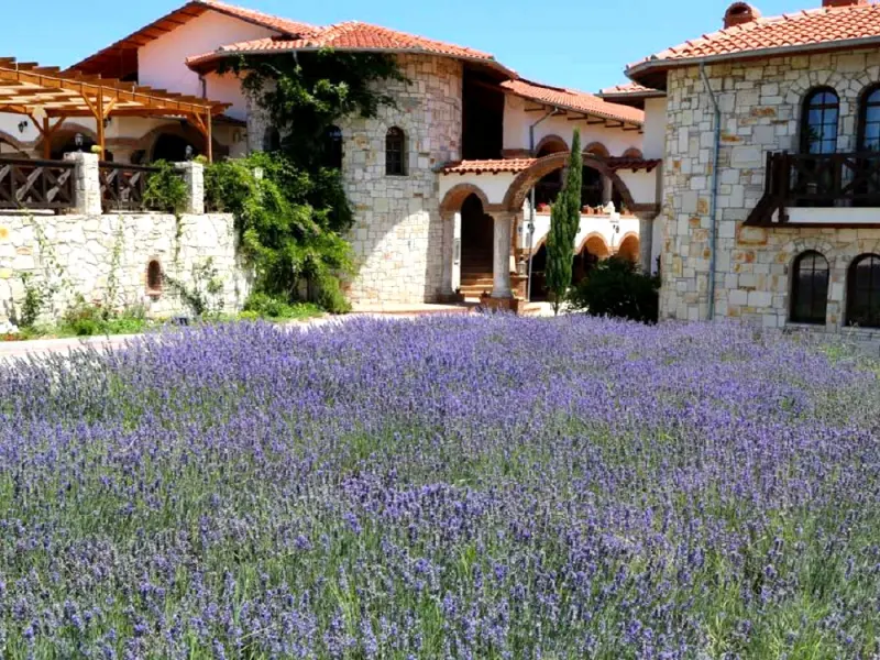 Vinifera Hotel Yedi Bilgeler Vineyards 3