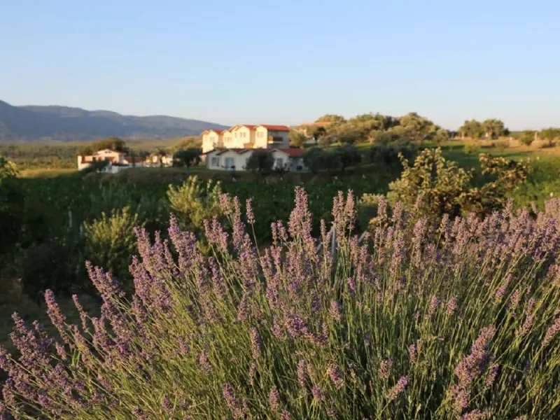 Vinifera Hotel Yedi Bilgeler Vineyards 10