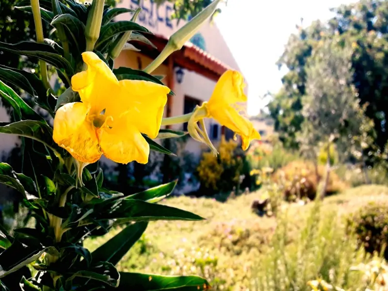Delice Doğa Evi 2