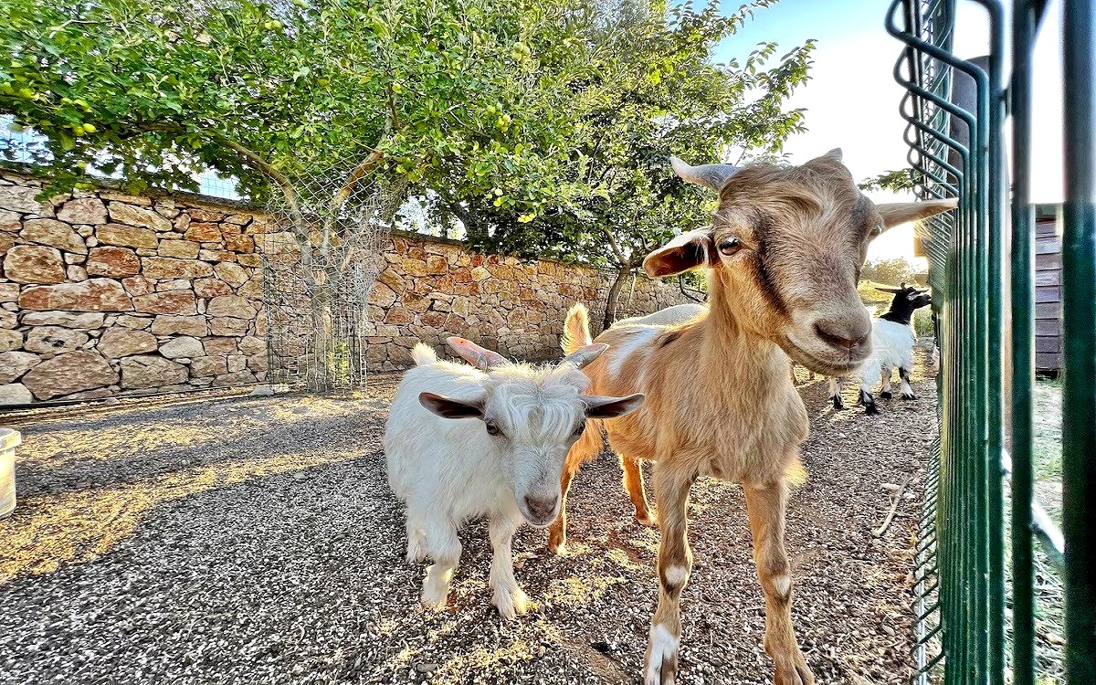 Turnaboğazı Çiftlik Otel 2