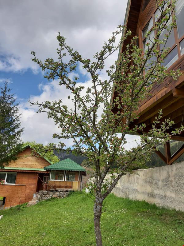 Yayla Bungalov Hotel 4