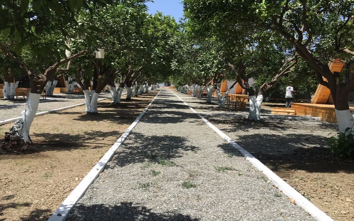 Limon Datça 2