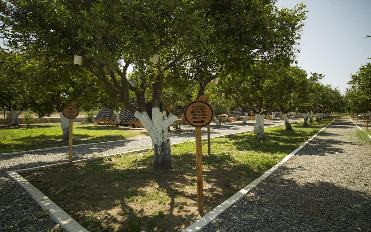 Limon Datça 3