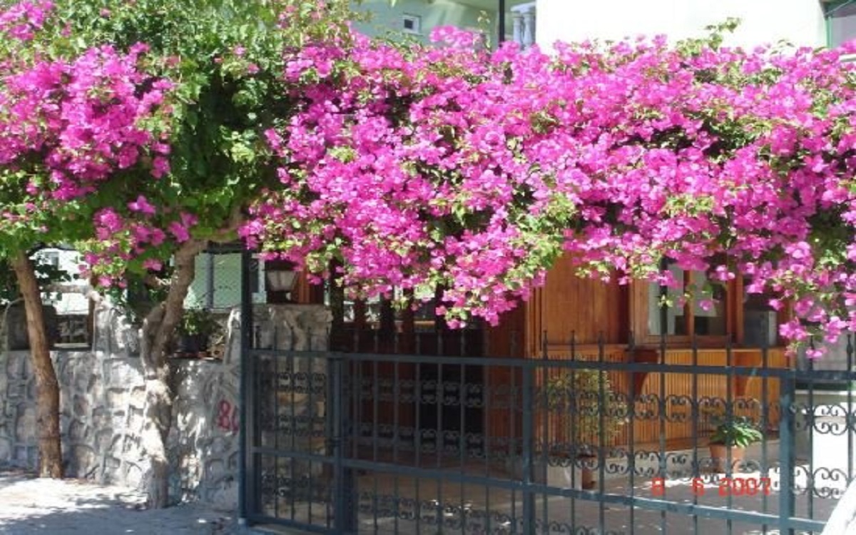 Otel Sevgi 2