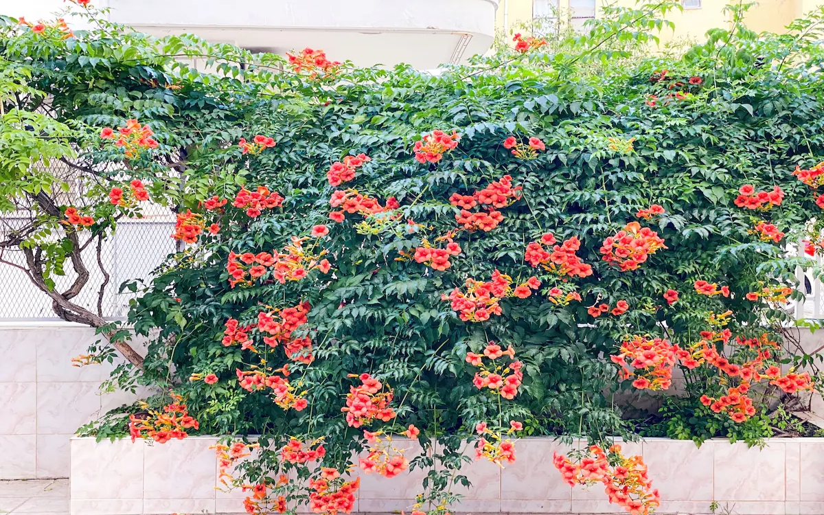 Bella Rose Apart Hotel 4