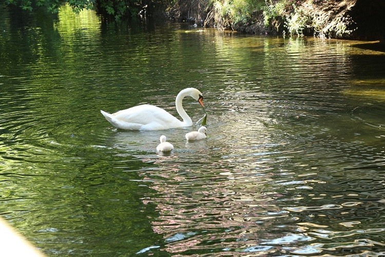 Golden Key Bördübet 3